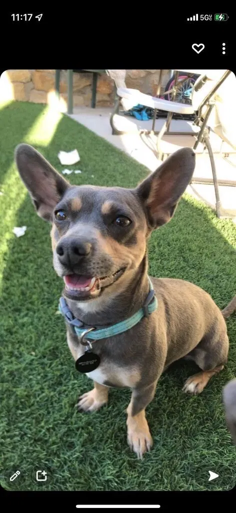 Lost dog in El Paso, TX, 79907