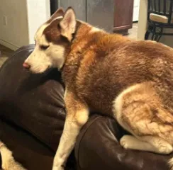Lost dog in Little Elm, TX, 75068