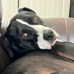 Lost dog in Little Elm, TX, 75068