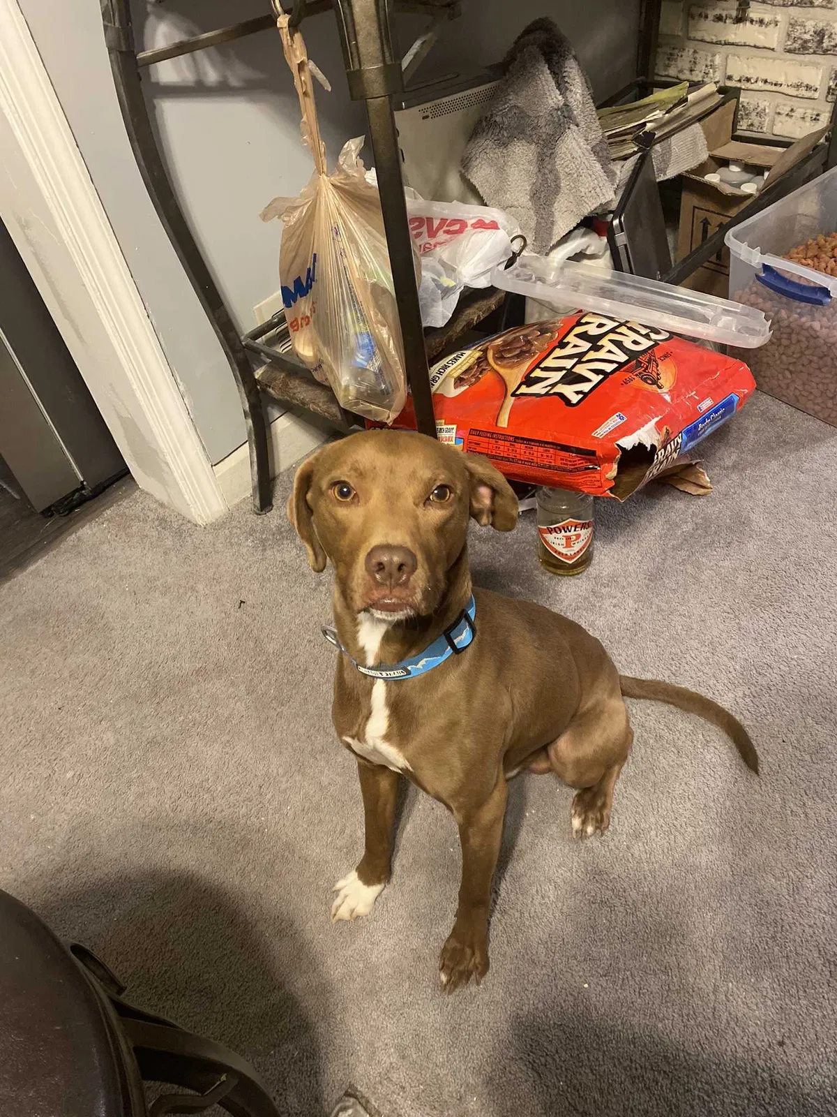 Lost dog in Middle River, MD, 21220