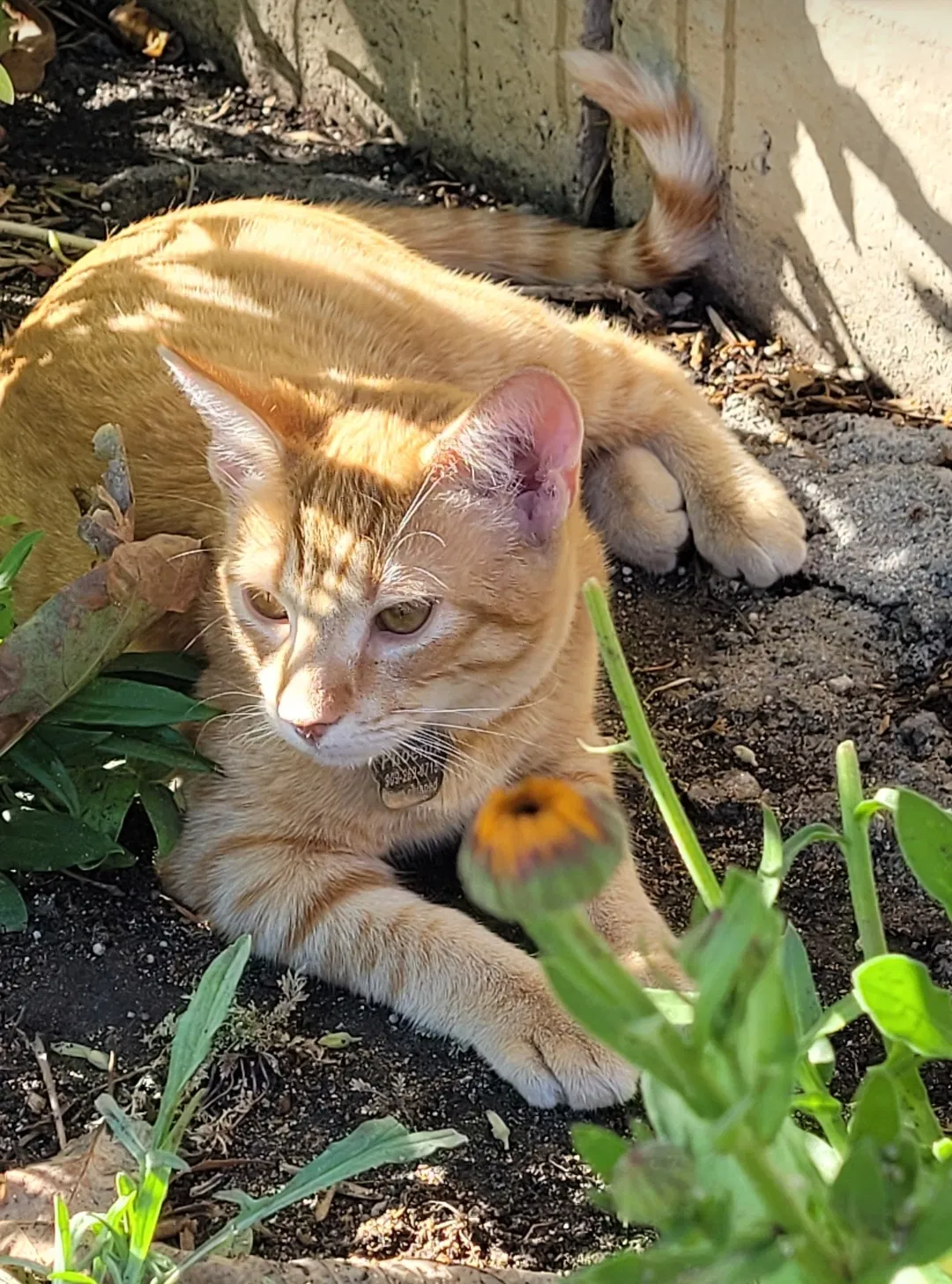 Lost cat in Upland, CA, 91786