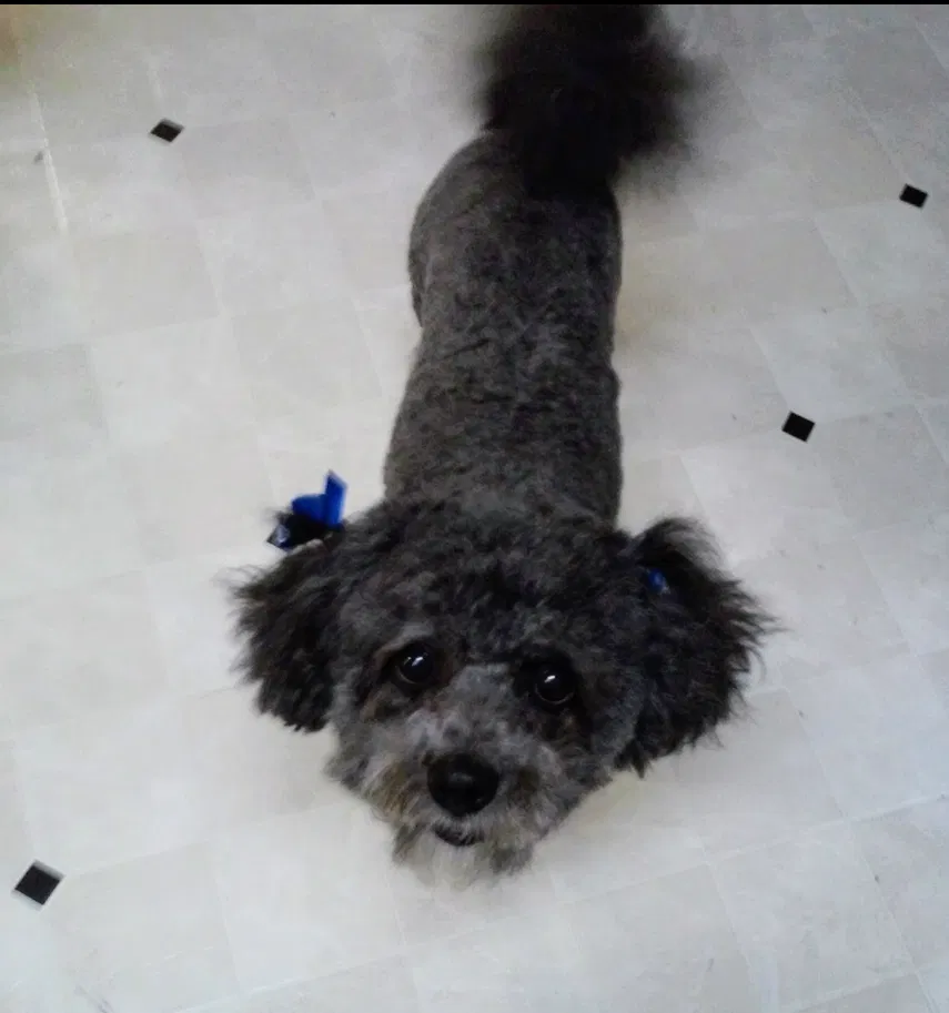 Lost dog in Fort Worth, TX, 76135