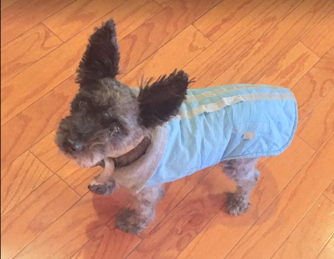 Lost dog in Baton Rouge, LA, 70816