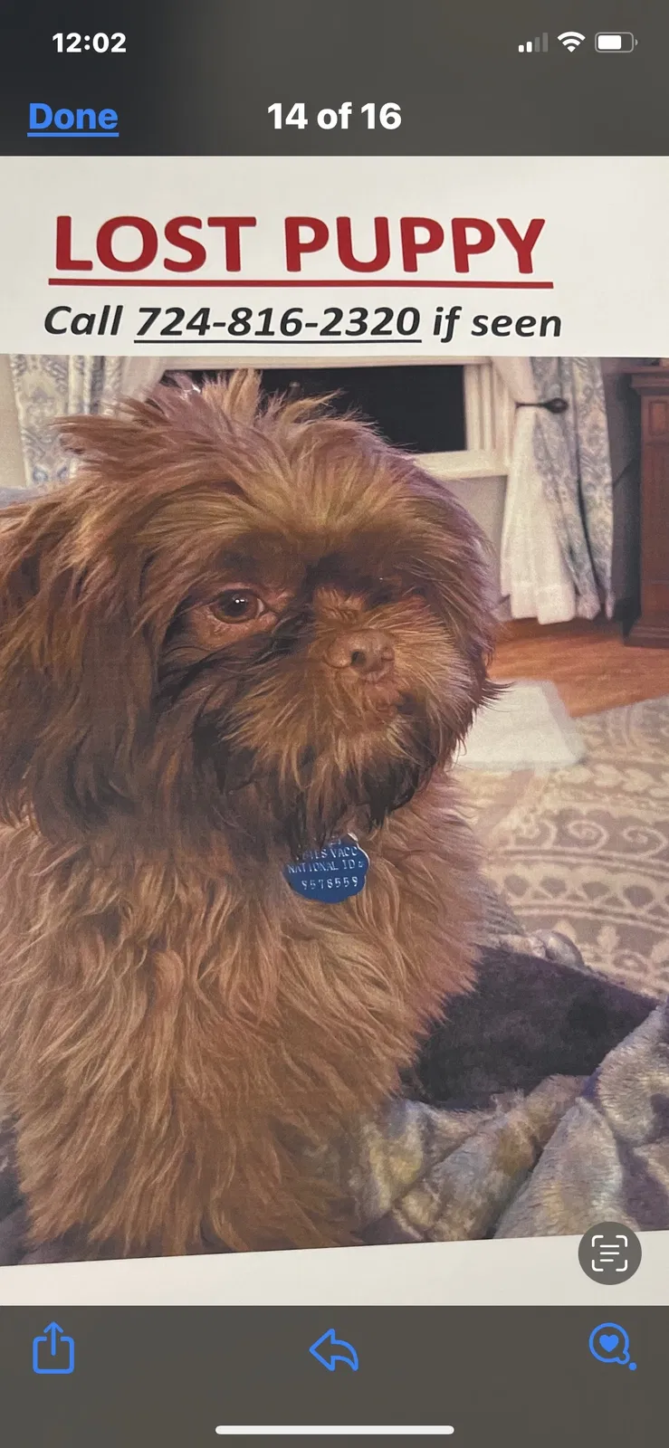 Lost dog in Baden, PA, 15005