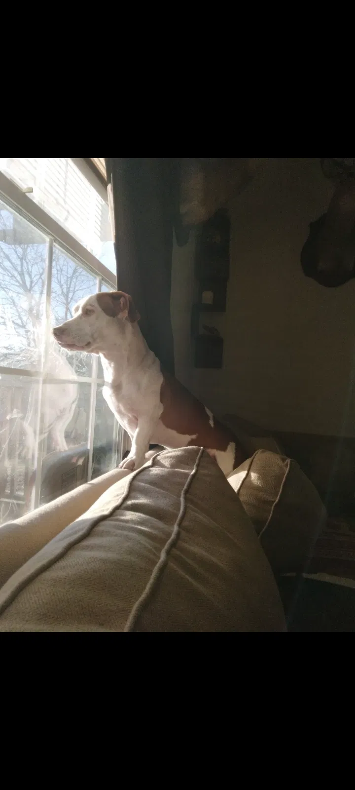 Lost dog in Belton, TX, 76513