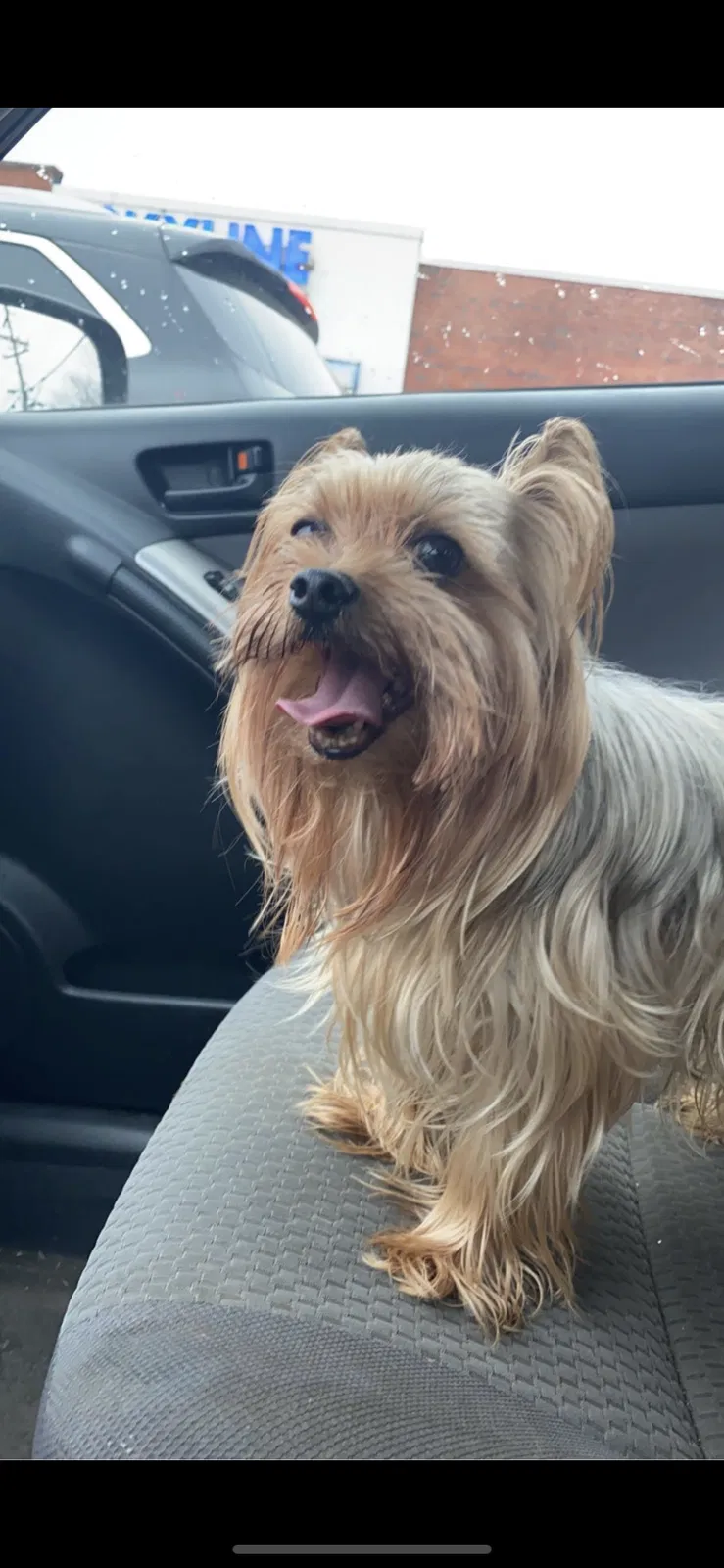 Lost dog in Falls Church, VA, 22042