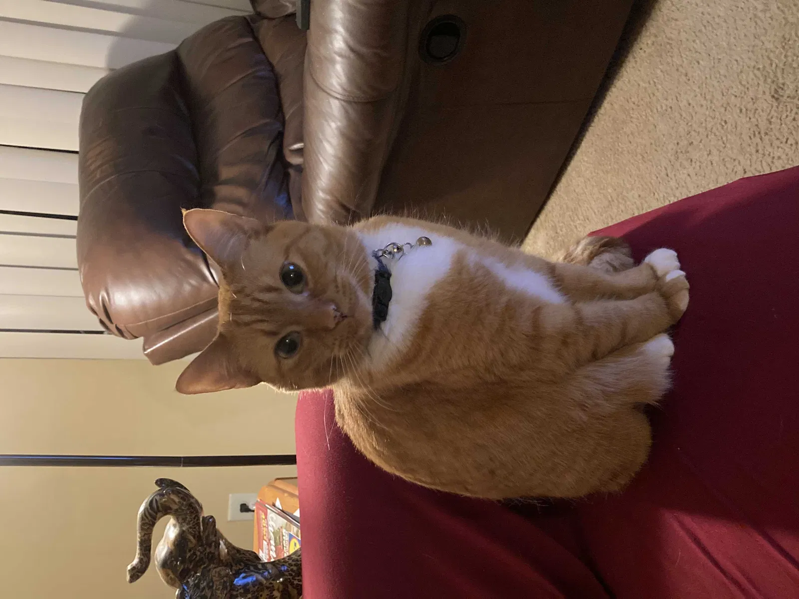 Lost cat in Charlotte, NC, 28269