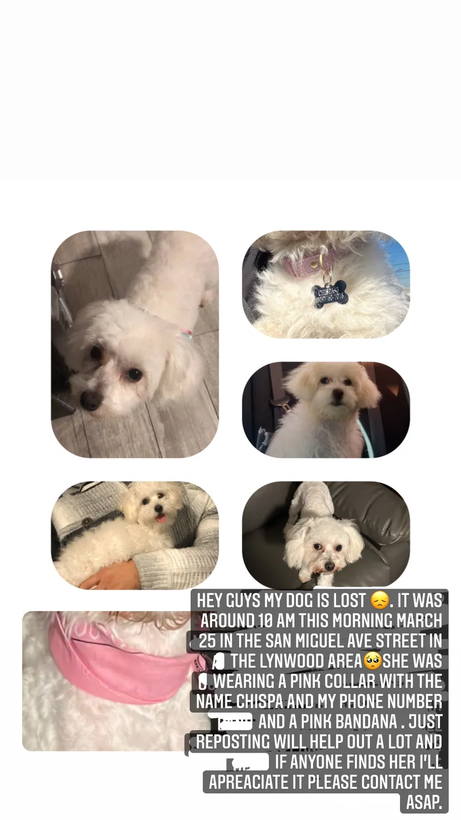 Lost dog in Lynwood, CA, 90262