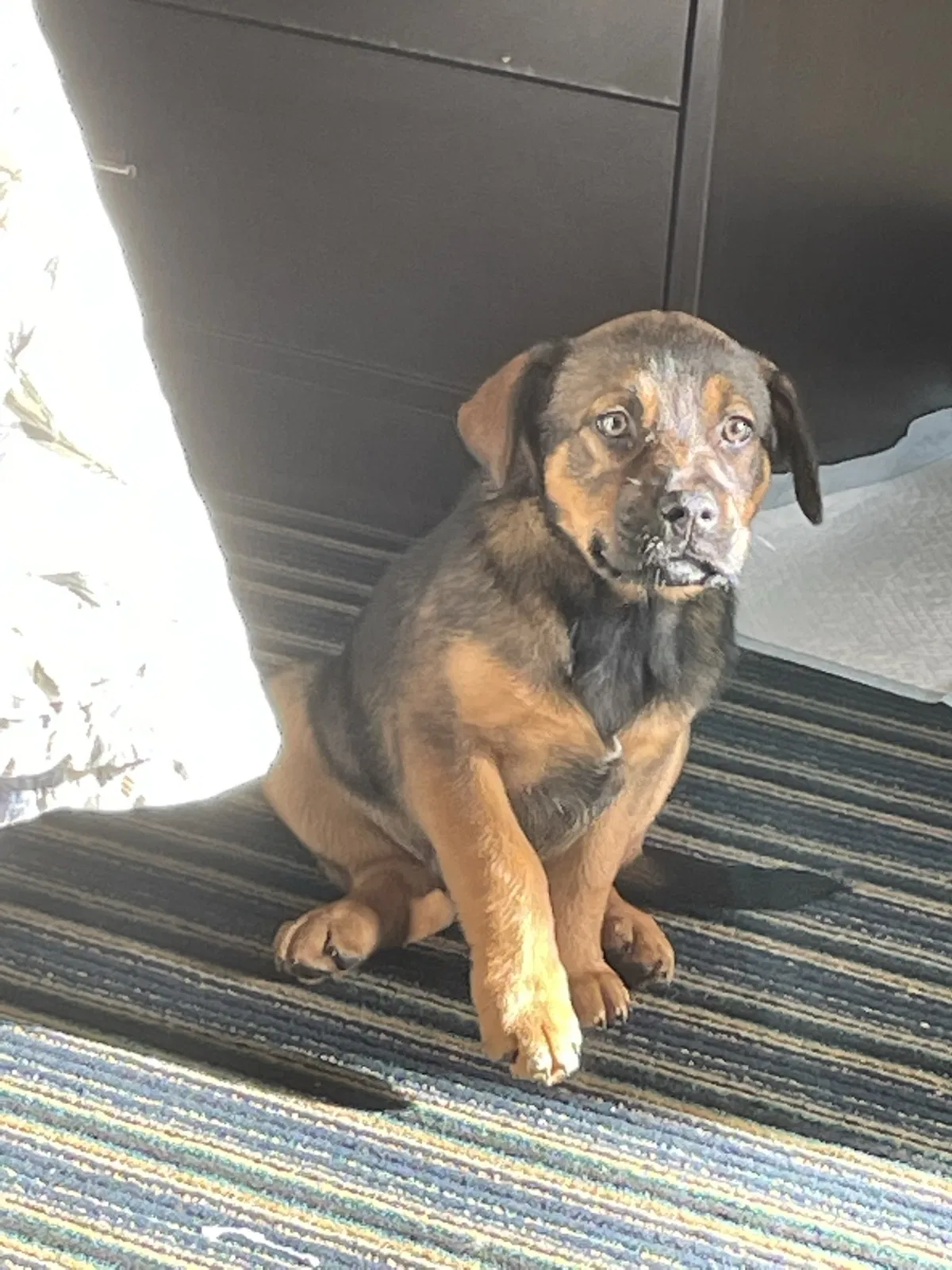 Lost dog in Lambsburg, VA, 24351