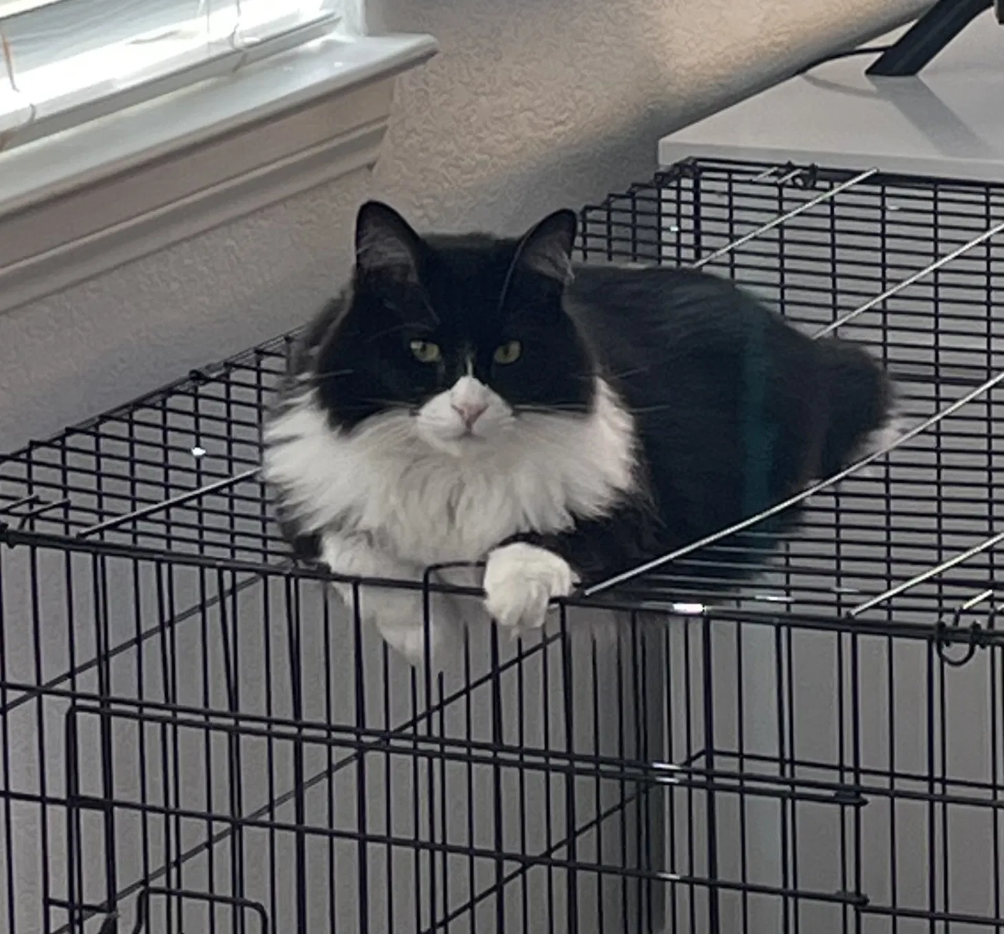 Lost cat in Las Vegas, NV, 89128