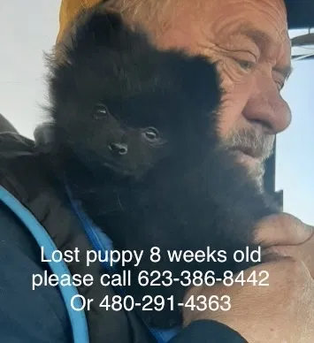 Lost dog in Goodyear, AZ, 85338