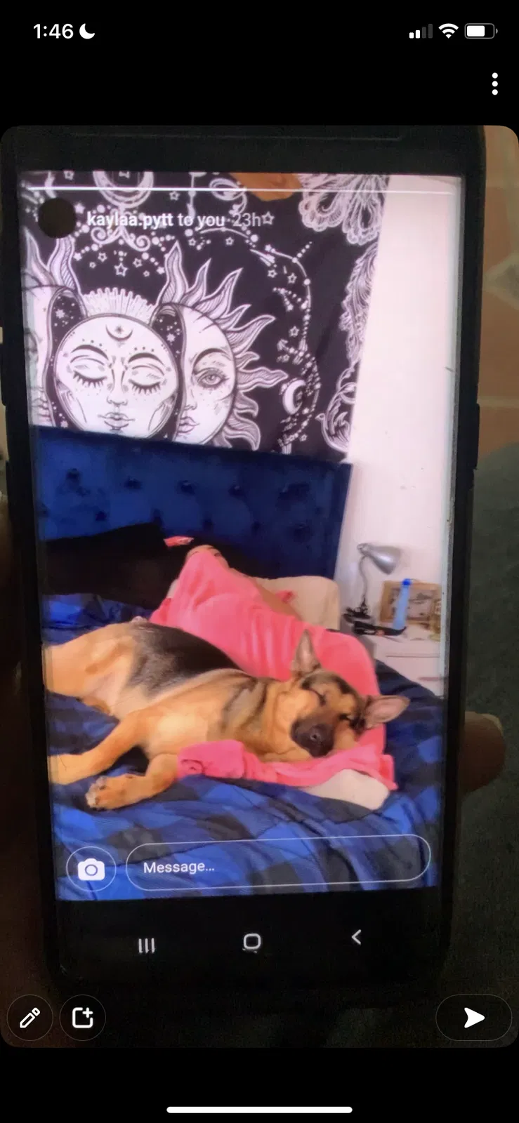 Lost dog in Austin, TX, 78758