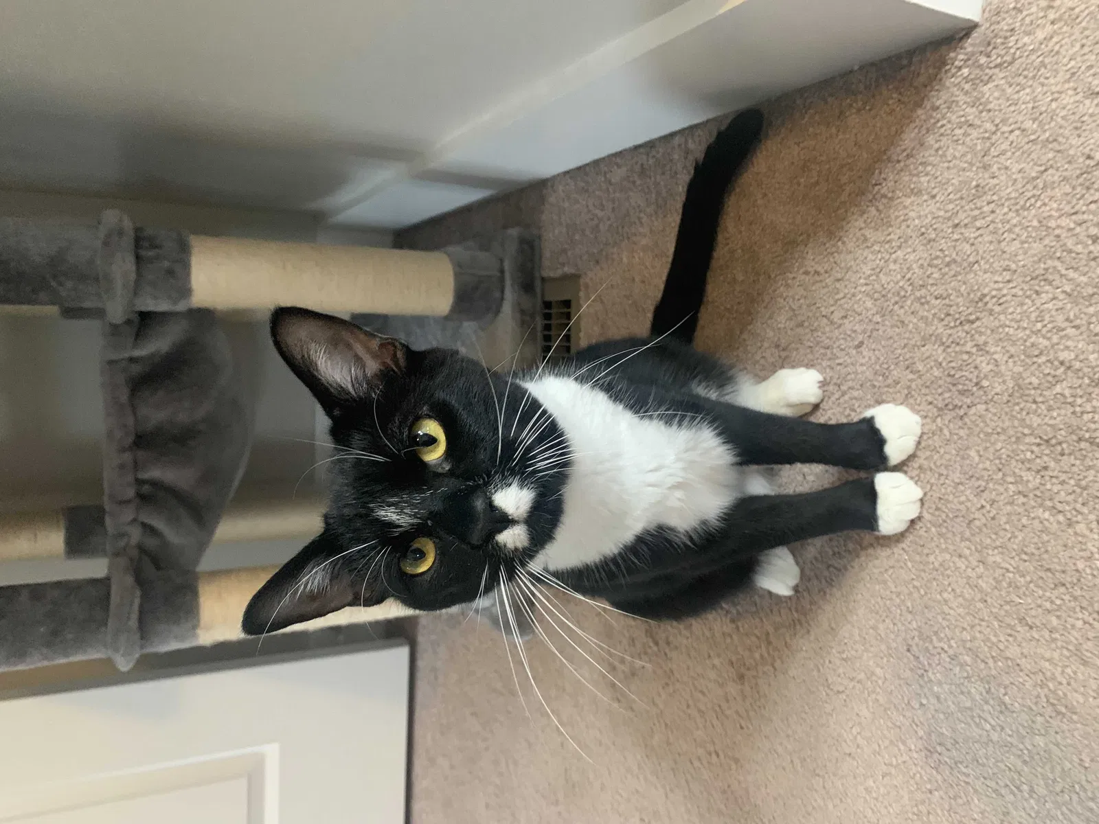 Lost cat in Charlotte, NC, 28205