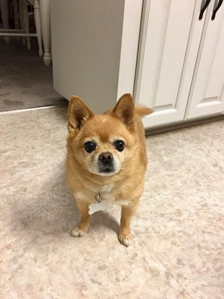 Lost dog in Gadsden, AL, 35901