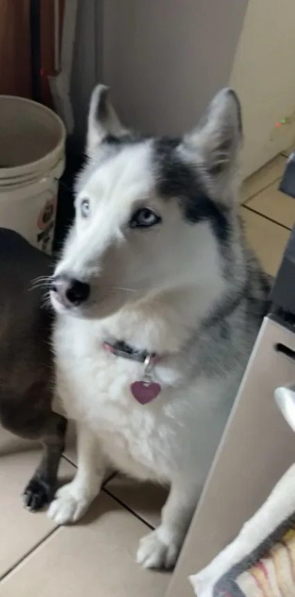 Lost dog in Miami, FL, 33125