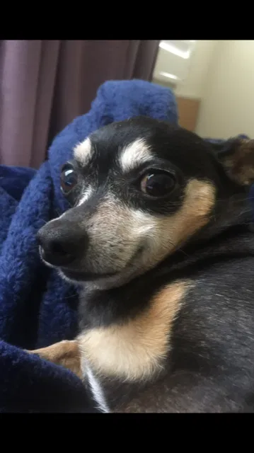 Lost dog in Monrovia, CA, 91016