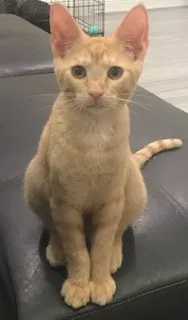 Lost cat in Wellington, FL, 33414
