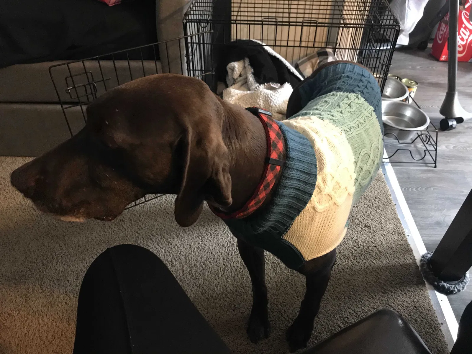 Lost dog in Flint, MI, 48532