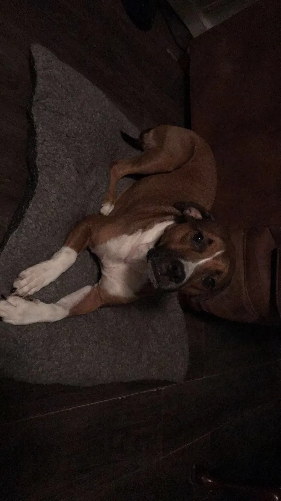 Lost dog in Scottsville, KY, 42164