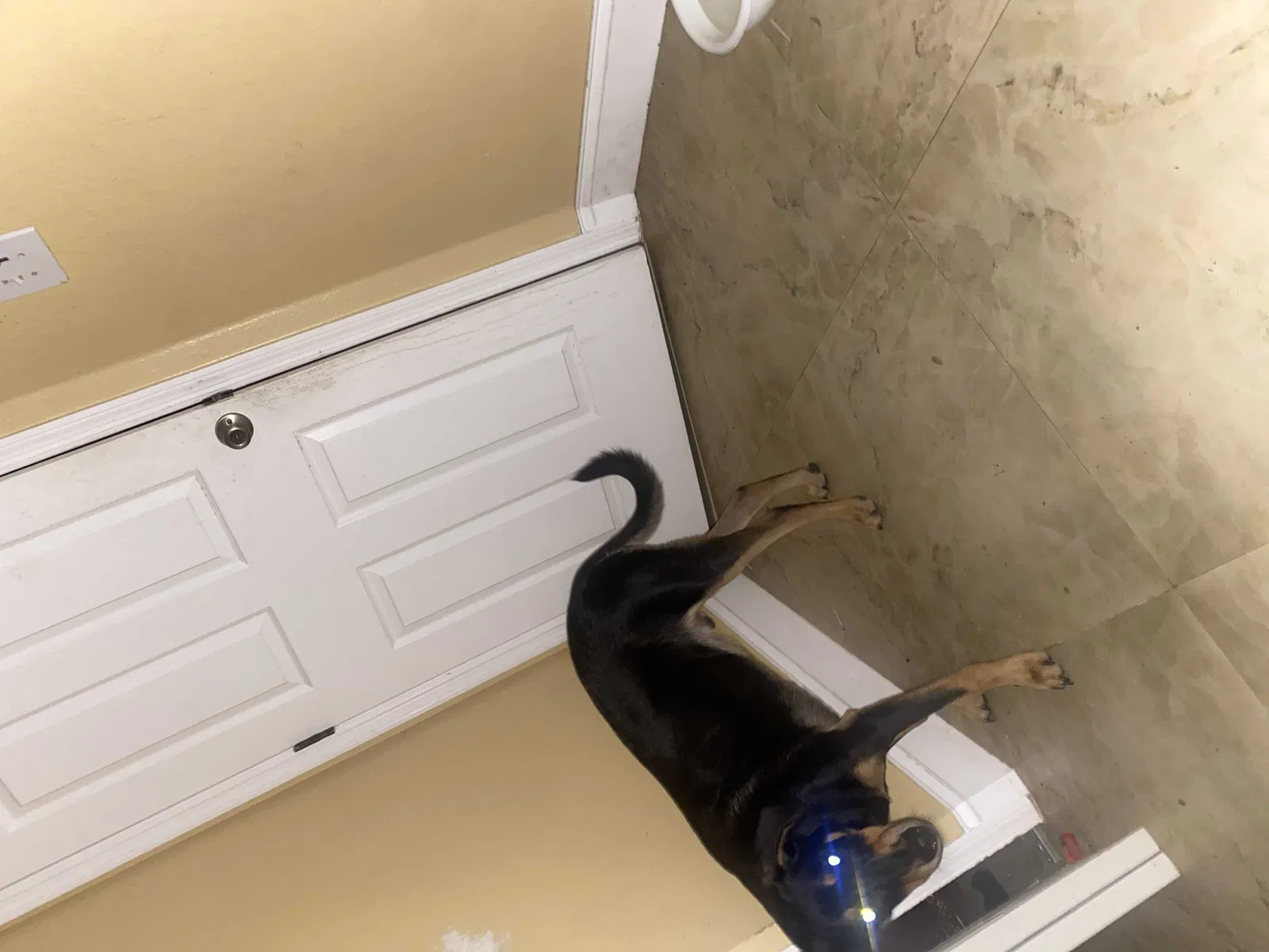 Lost dog in Naples, FL, 34116