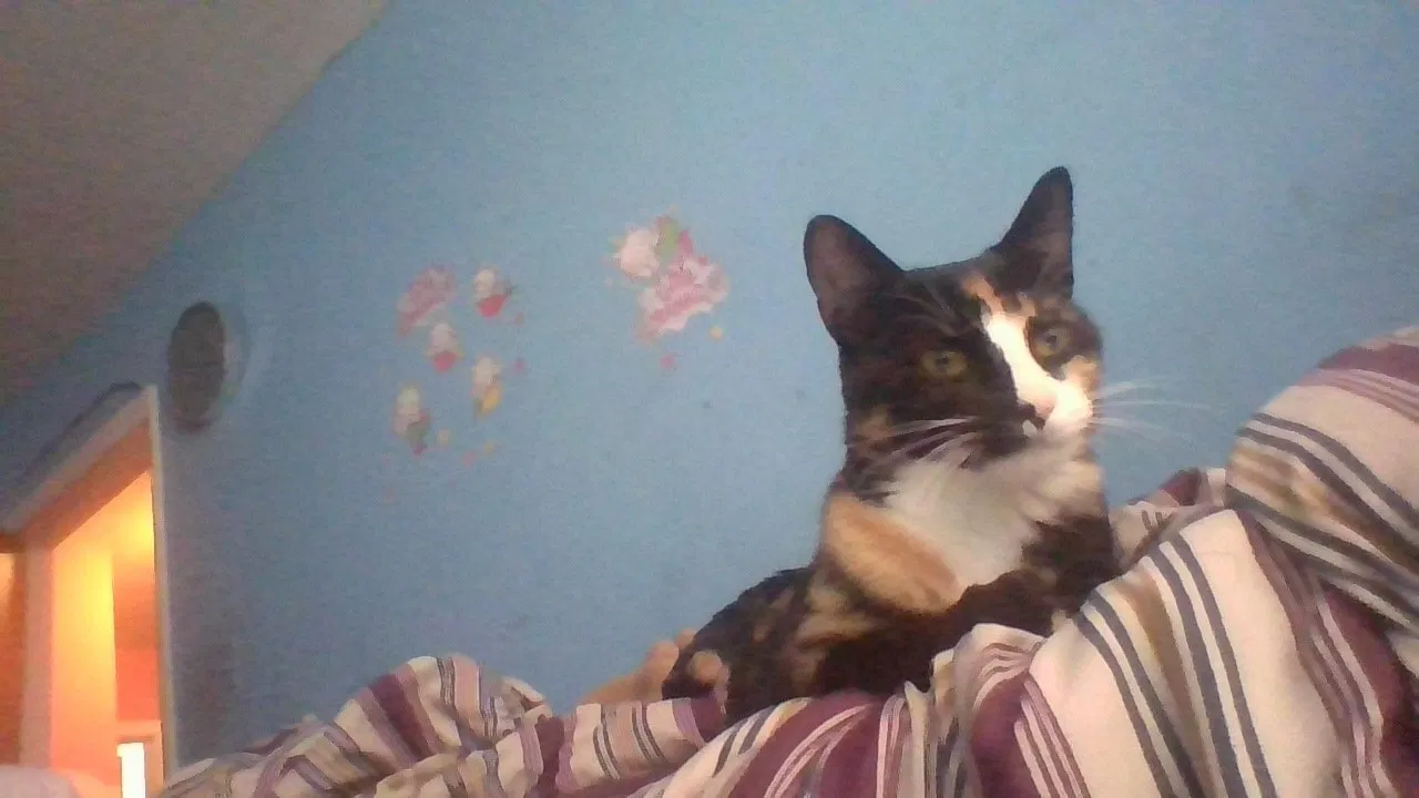 Lost cat in Hempstead, NY, 11550