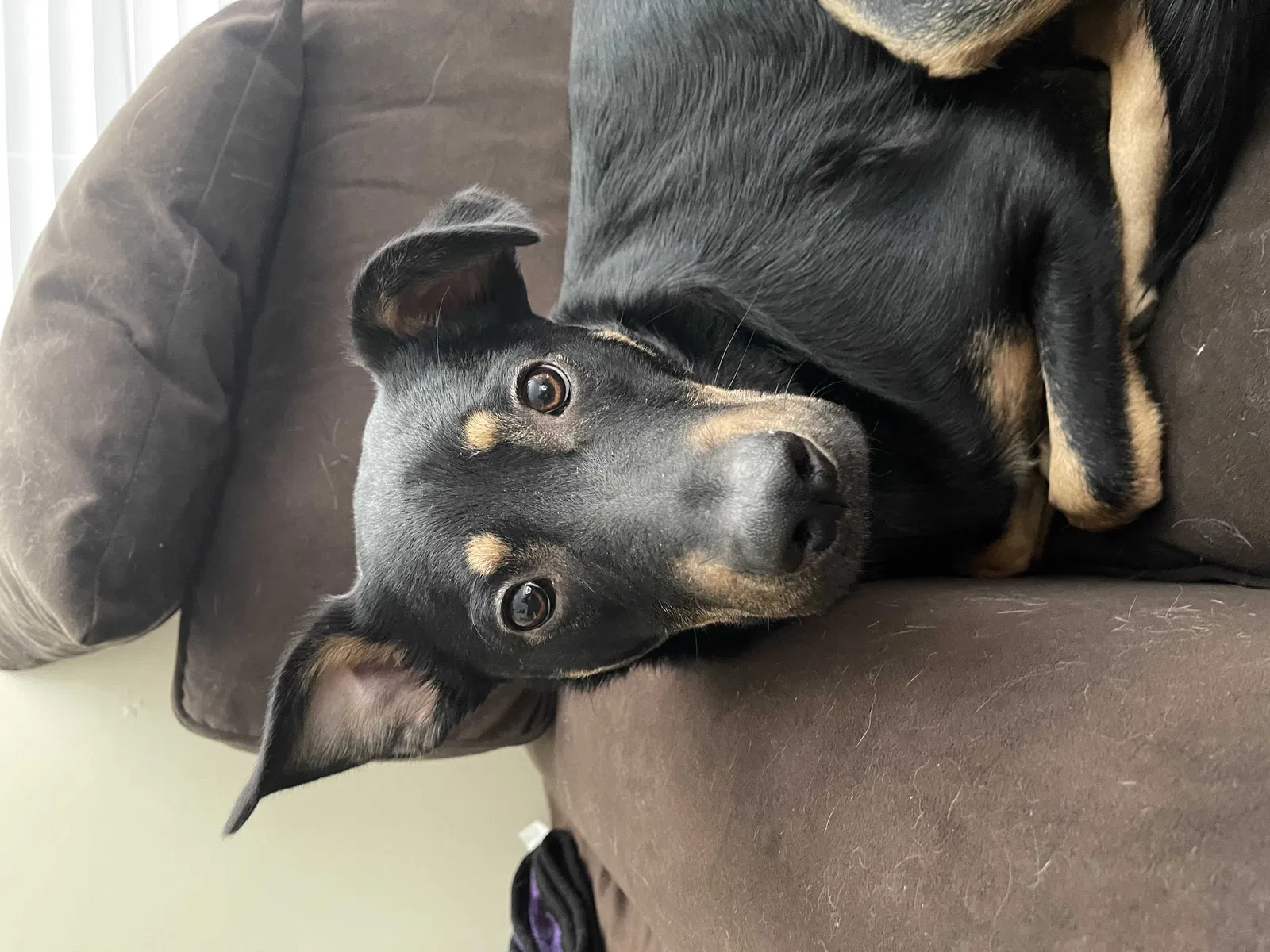 Lost dog in Saint Paul, MN, 55104