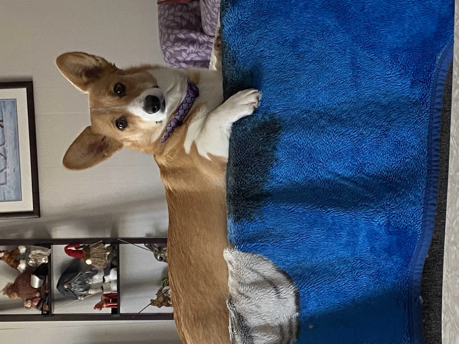 Lost dog in Unknown, IL, 0