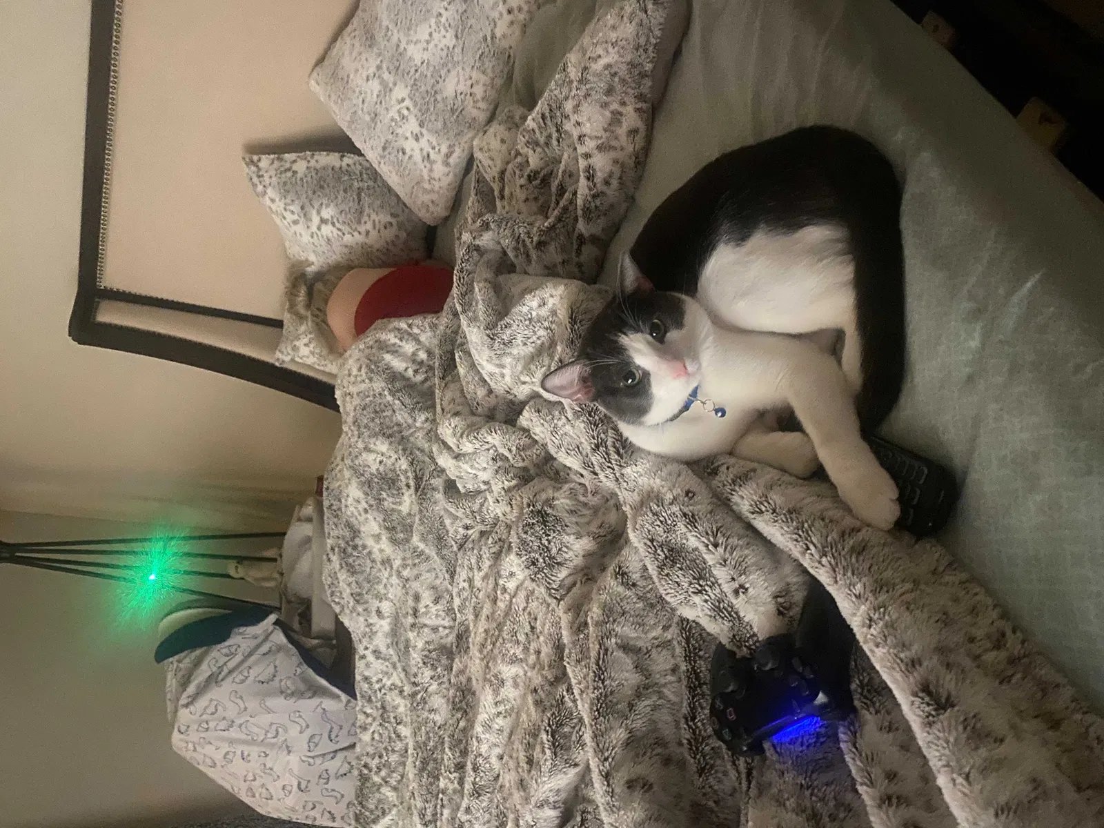 Lost cat in Burleson, TX, 76028