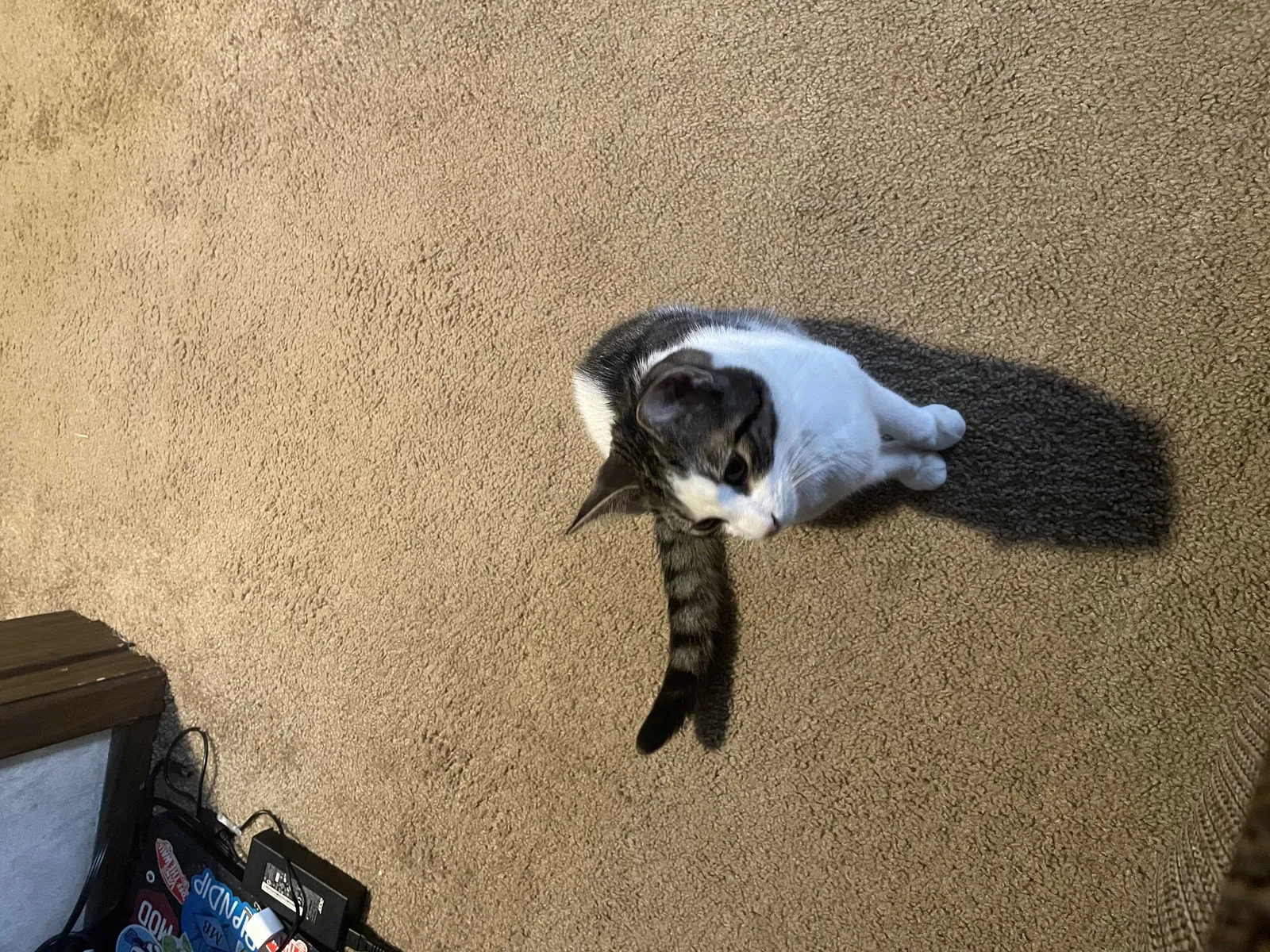 Lost cat in Xenia, OH, 45385