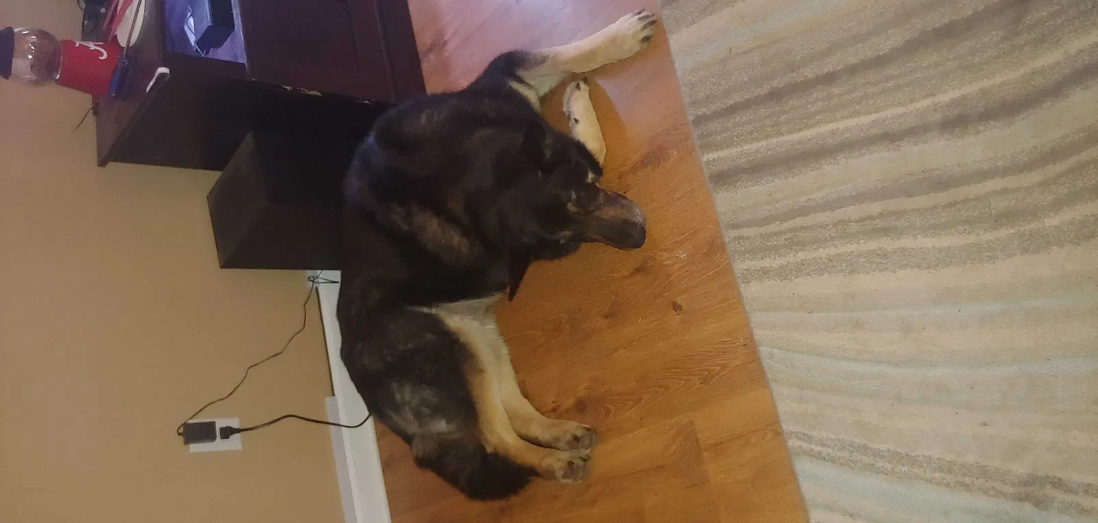 Found dog in Hanceville, AL, 35077