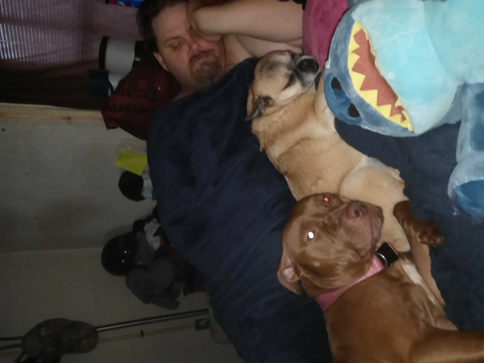 Lost dog in Deland, FL, 32720
