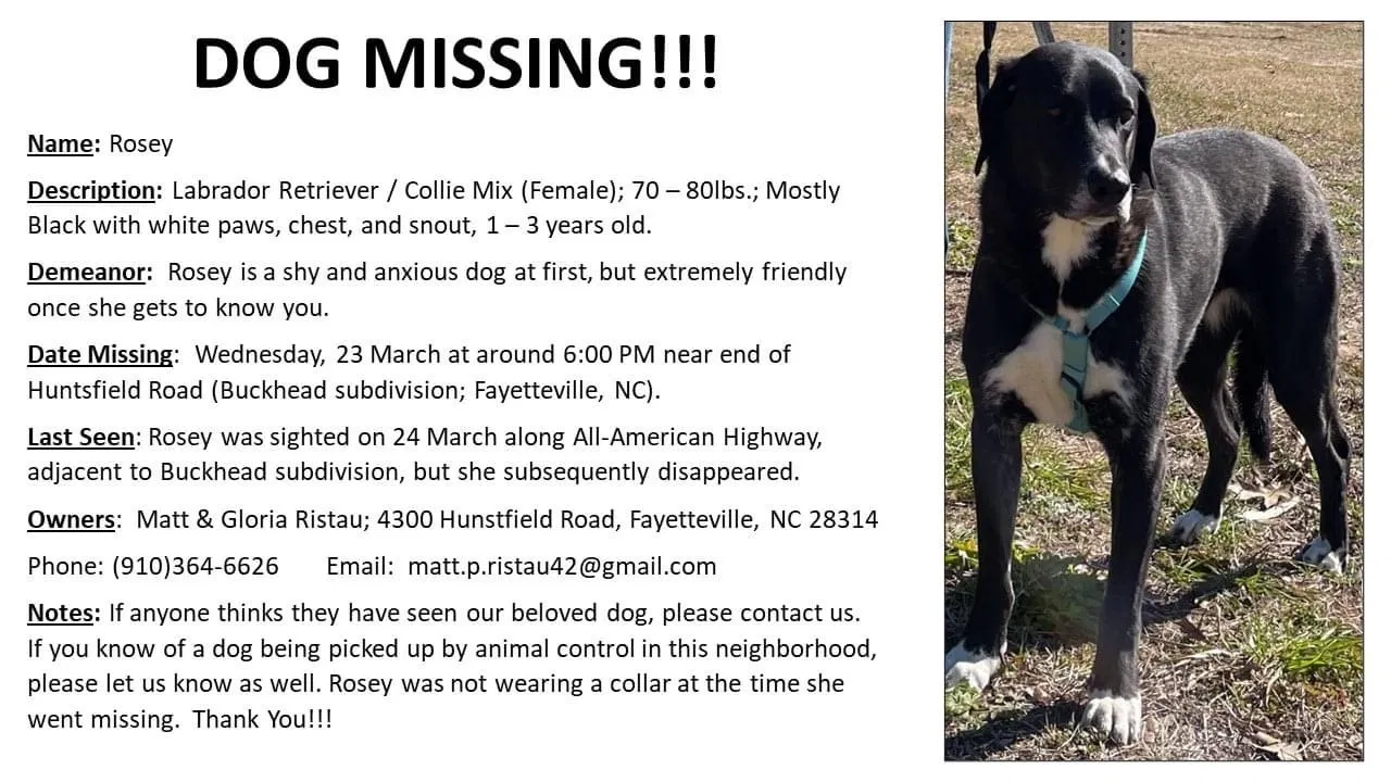 Lost dog in Fayetteville, NC, 28314