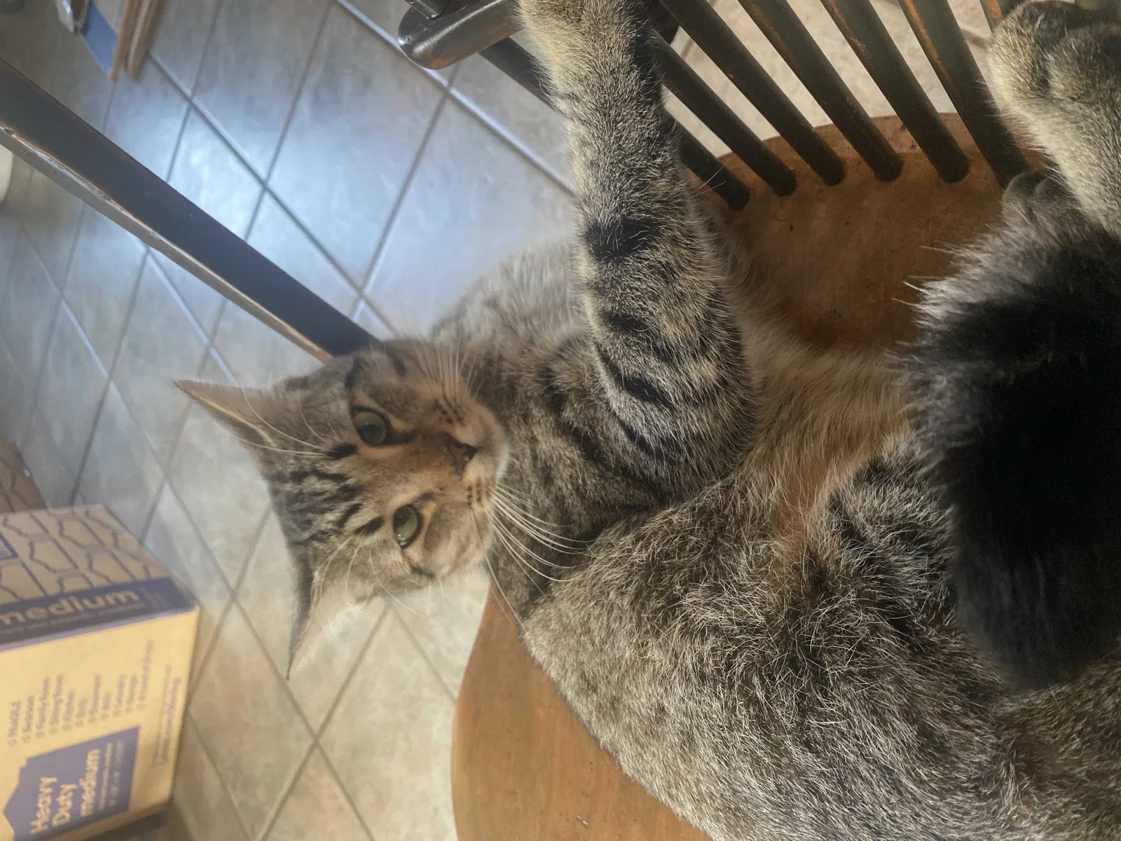 Lost cat in Knoxville, TN, 37920