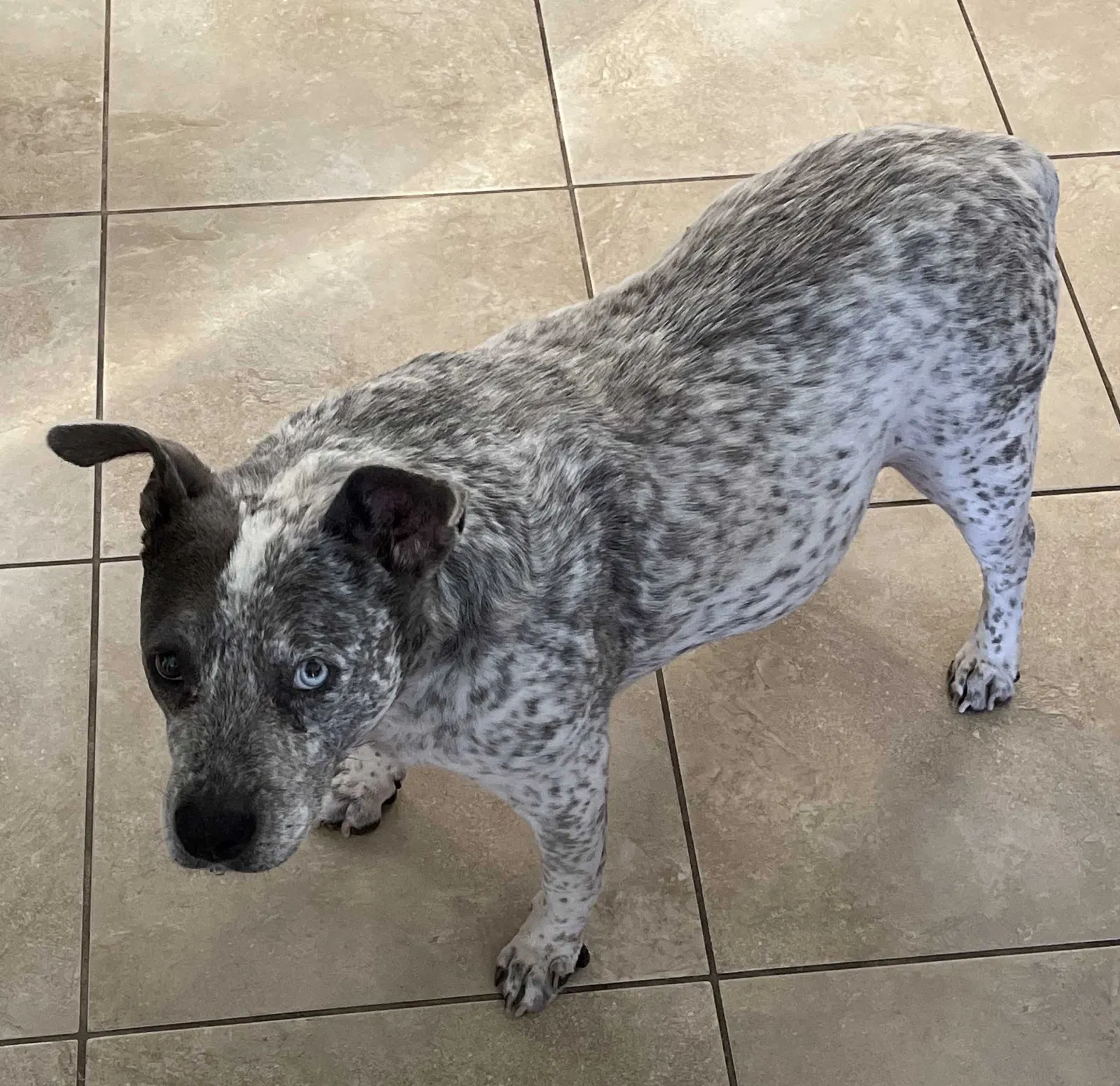 Lost dog in Chandler, AZ, 85226