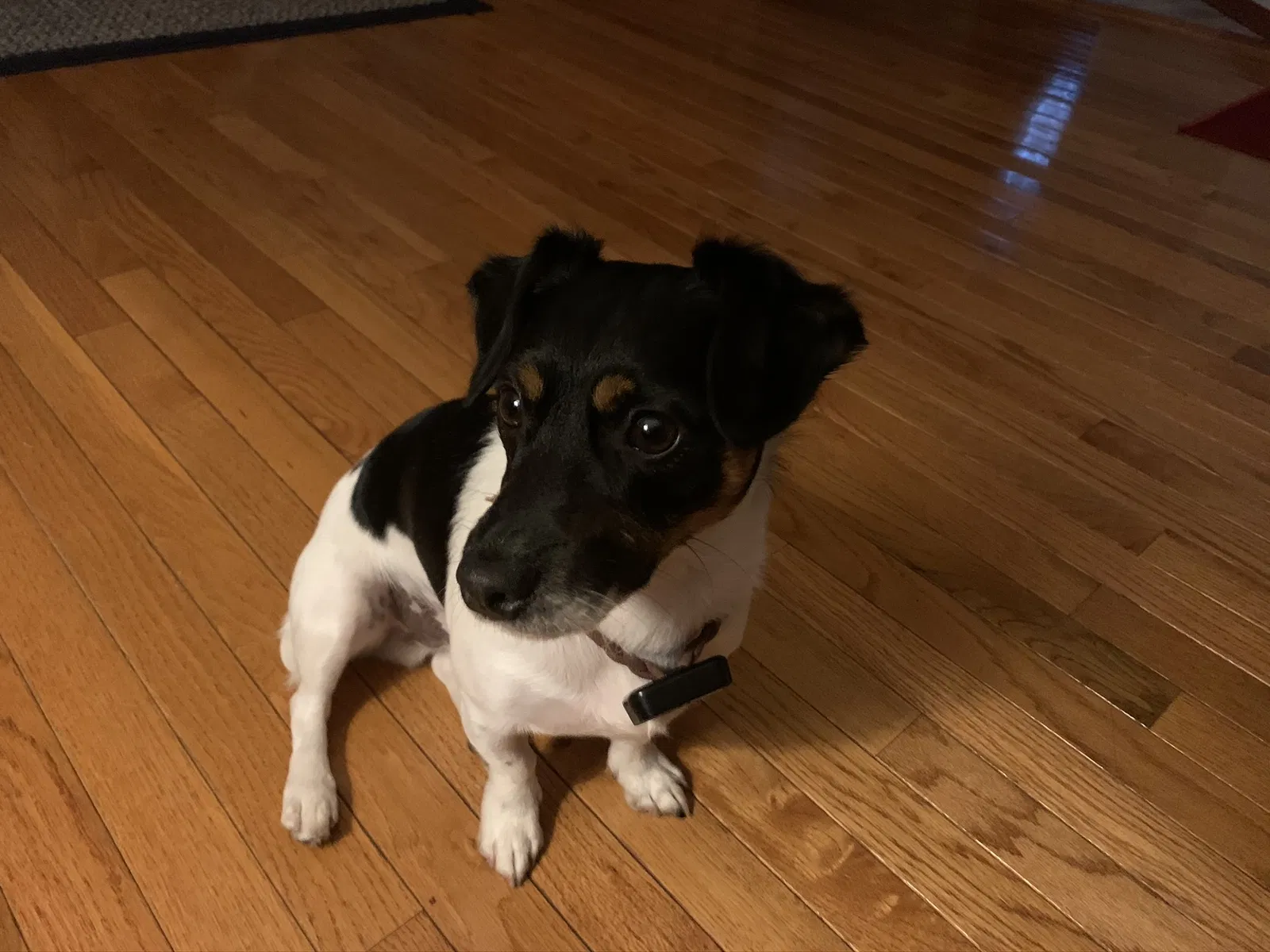 Lost dog in Anoka, MN, 55303