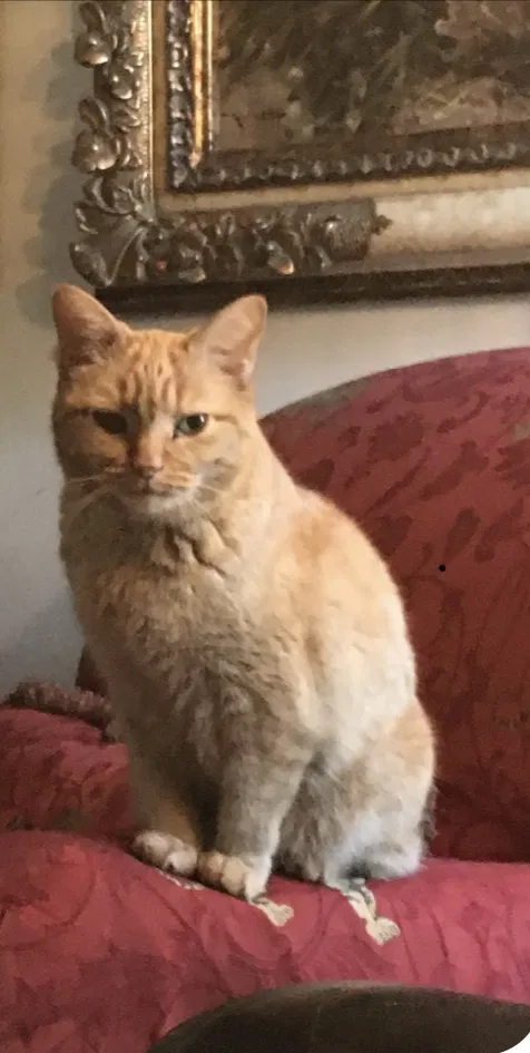 Lost cat in San Antonio, TX, 78209