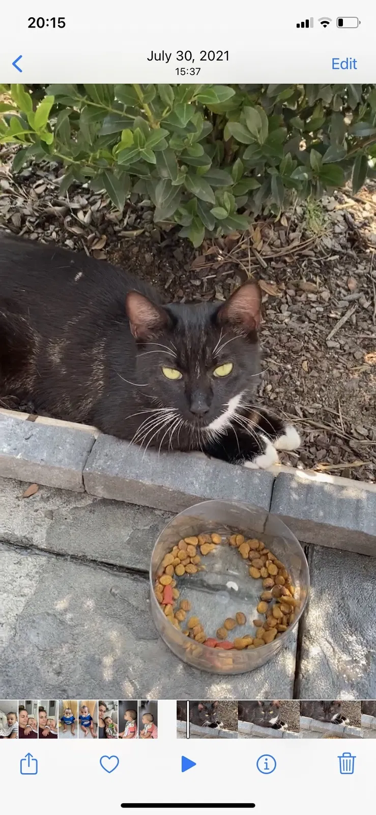 Lost cat in Garner, NC, 27529