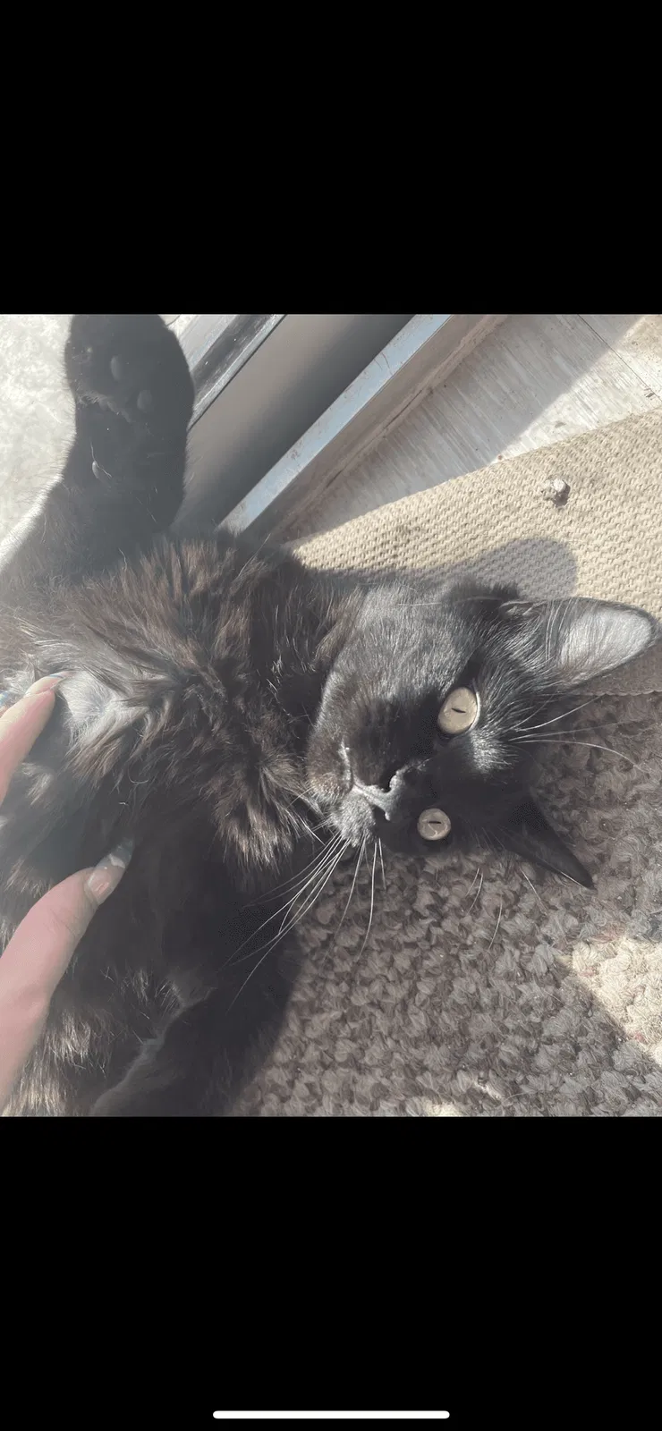 Lost cat in Lakeland, FL, 33813