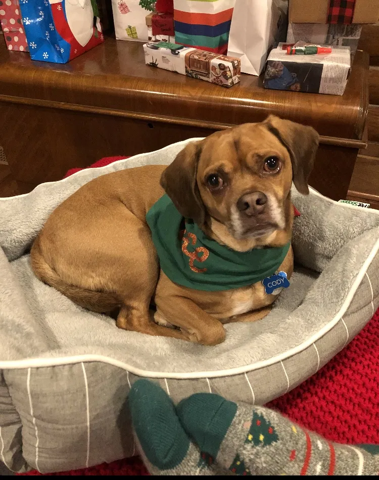 Lost dog in Salem, WI, 53168