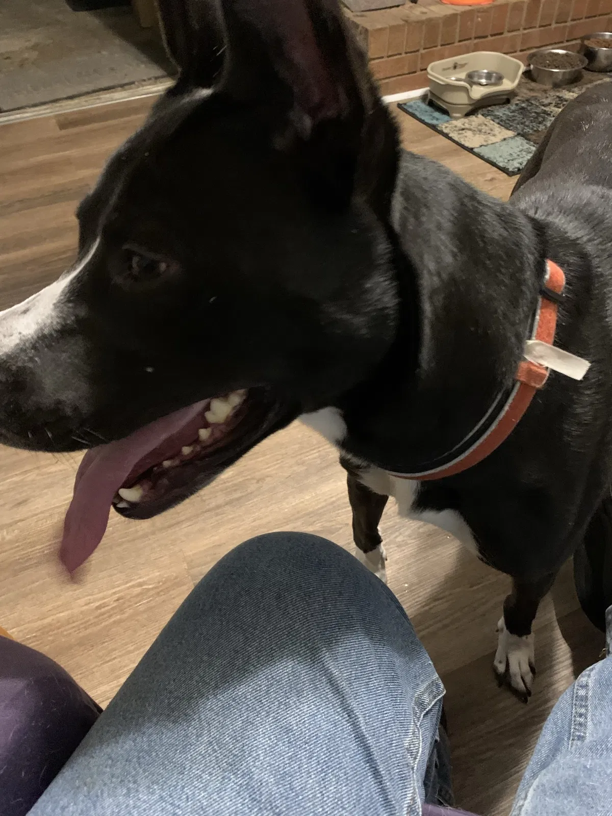 Lost dog in Fayetteville, NC, 28303