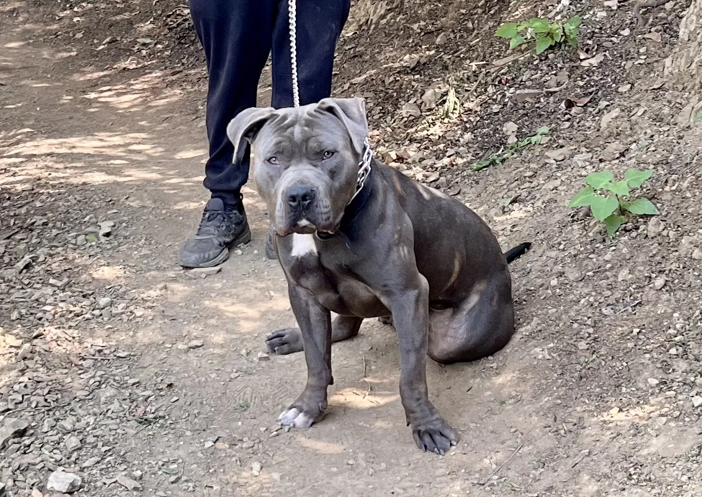 Lost dog in Long Beach, CA, 90807