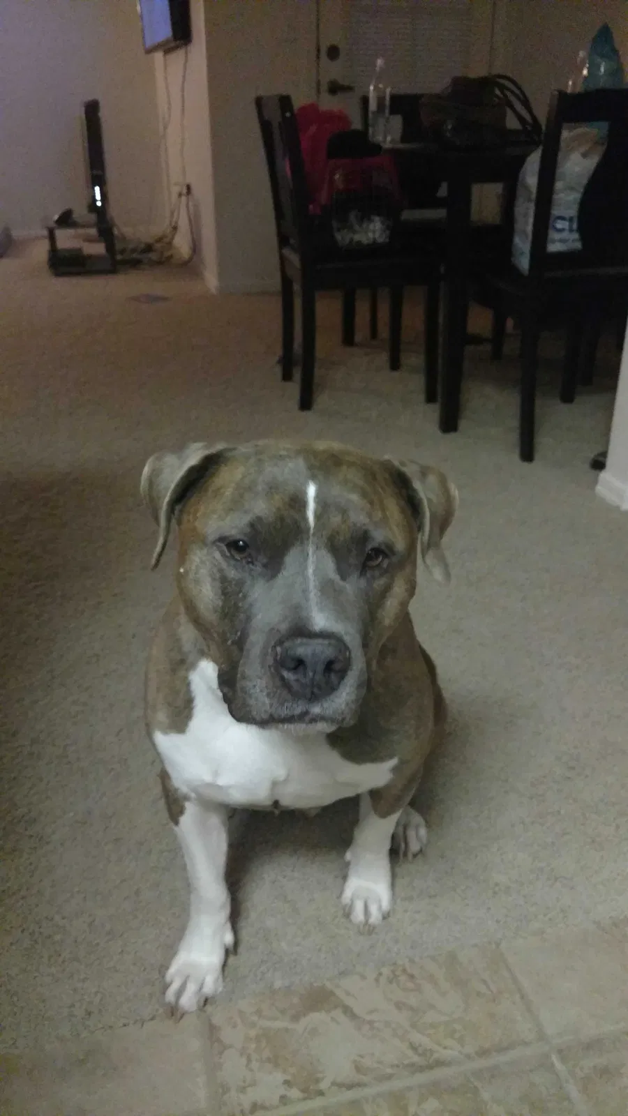 Lost dog in San Tan Valley, AZ, 85143