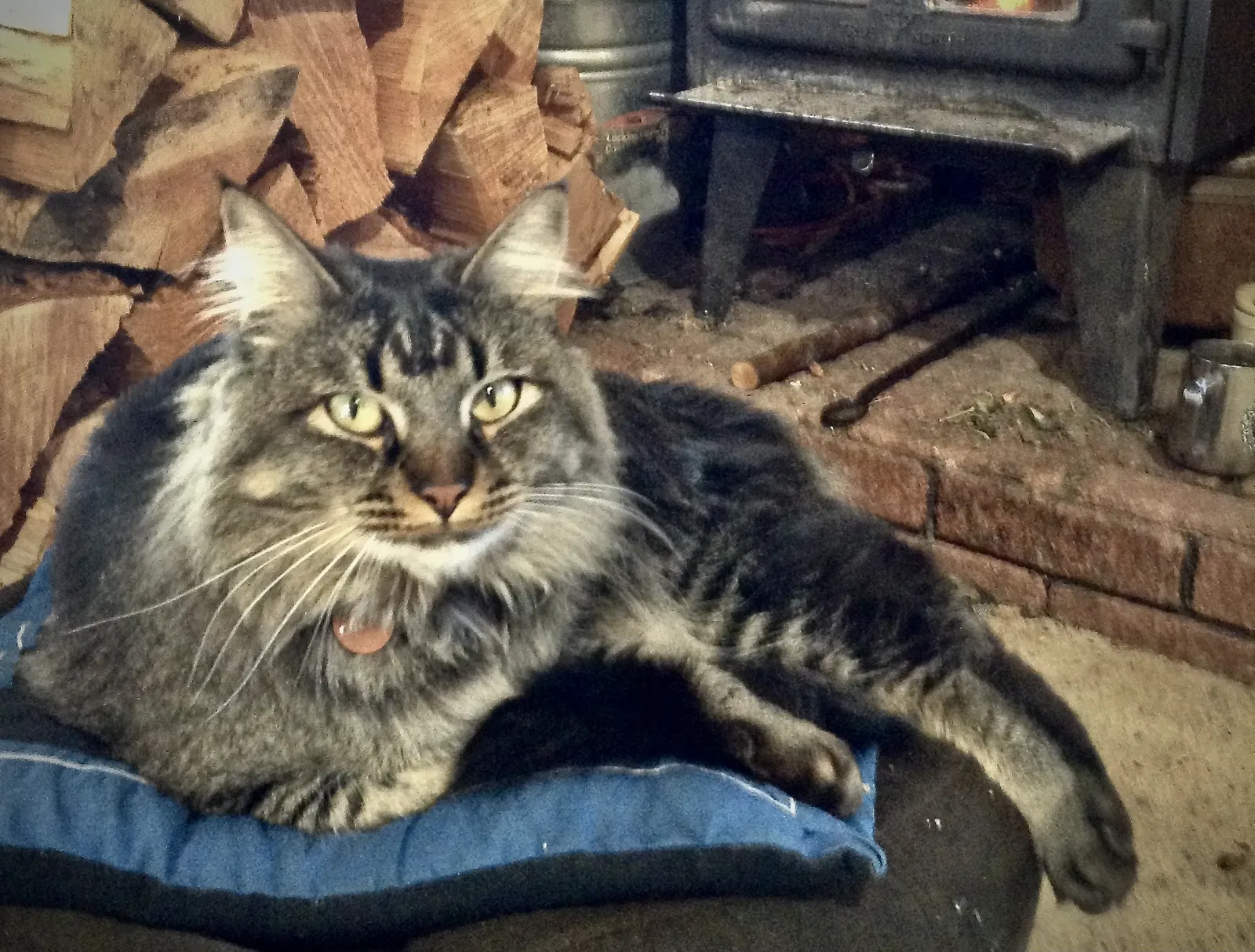 Lost cat in Fort Jones, CA, 96032