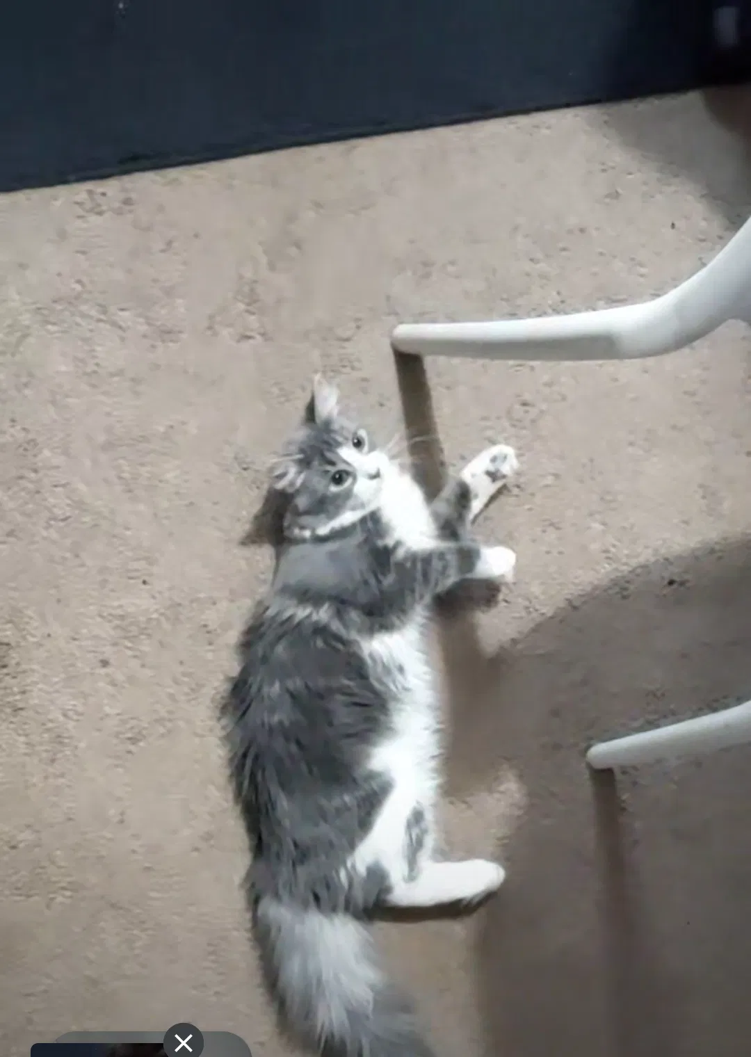 Lost cat in Providence, RI, 2908