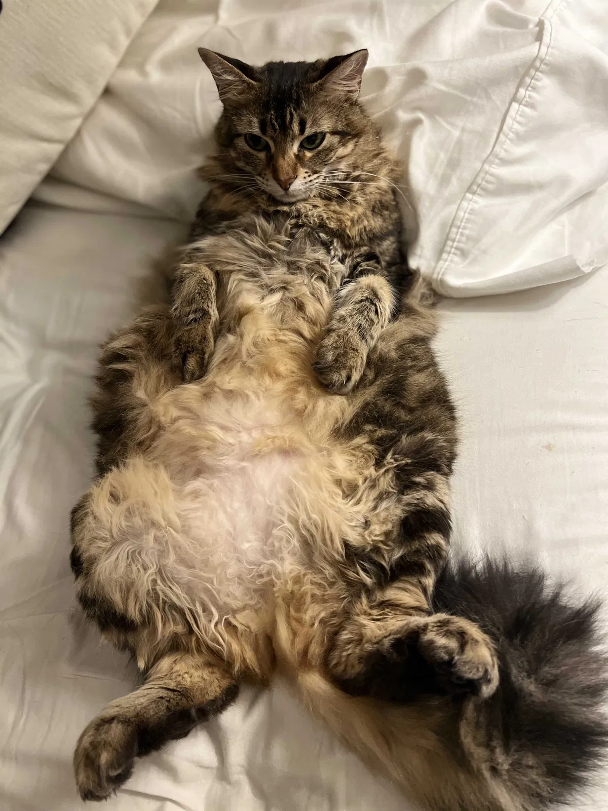 Lost cat in Austin, TX, 78759