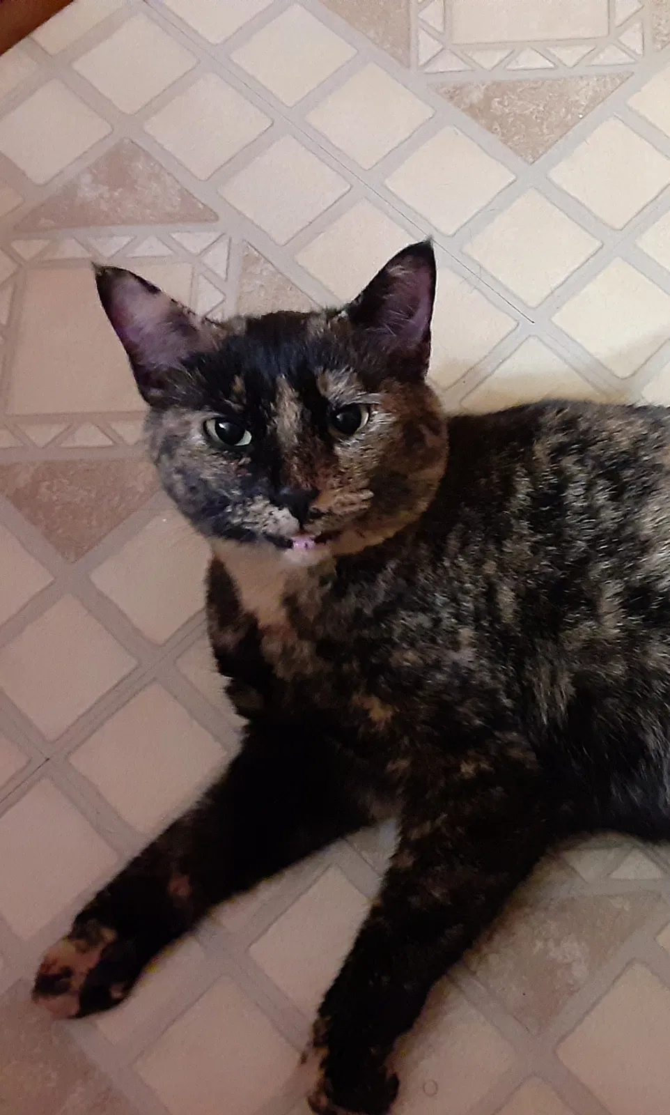Lost cat in Fort Wayne, IN, 46815