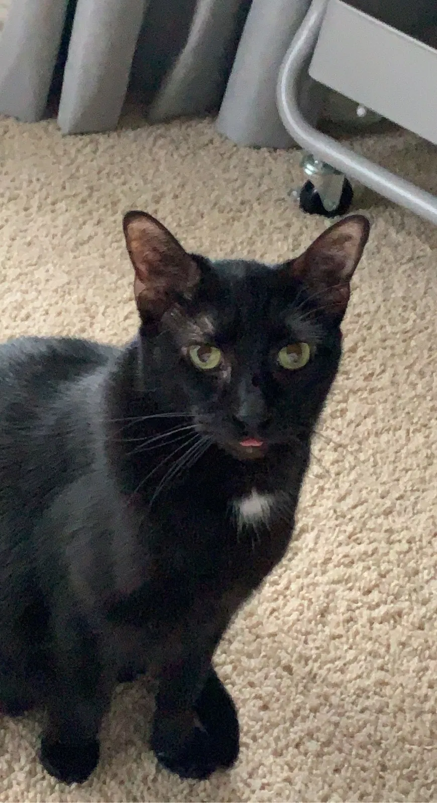Lost cat in Spring, TX, 77382
