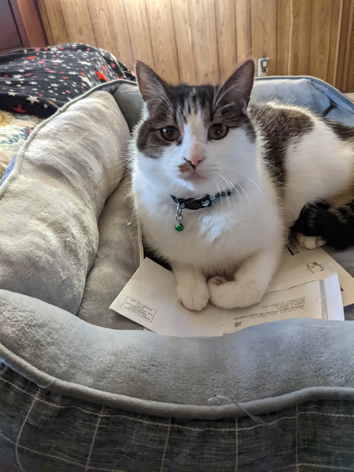 Lost cat in Caldwell, ID, 83607
