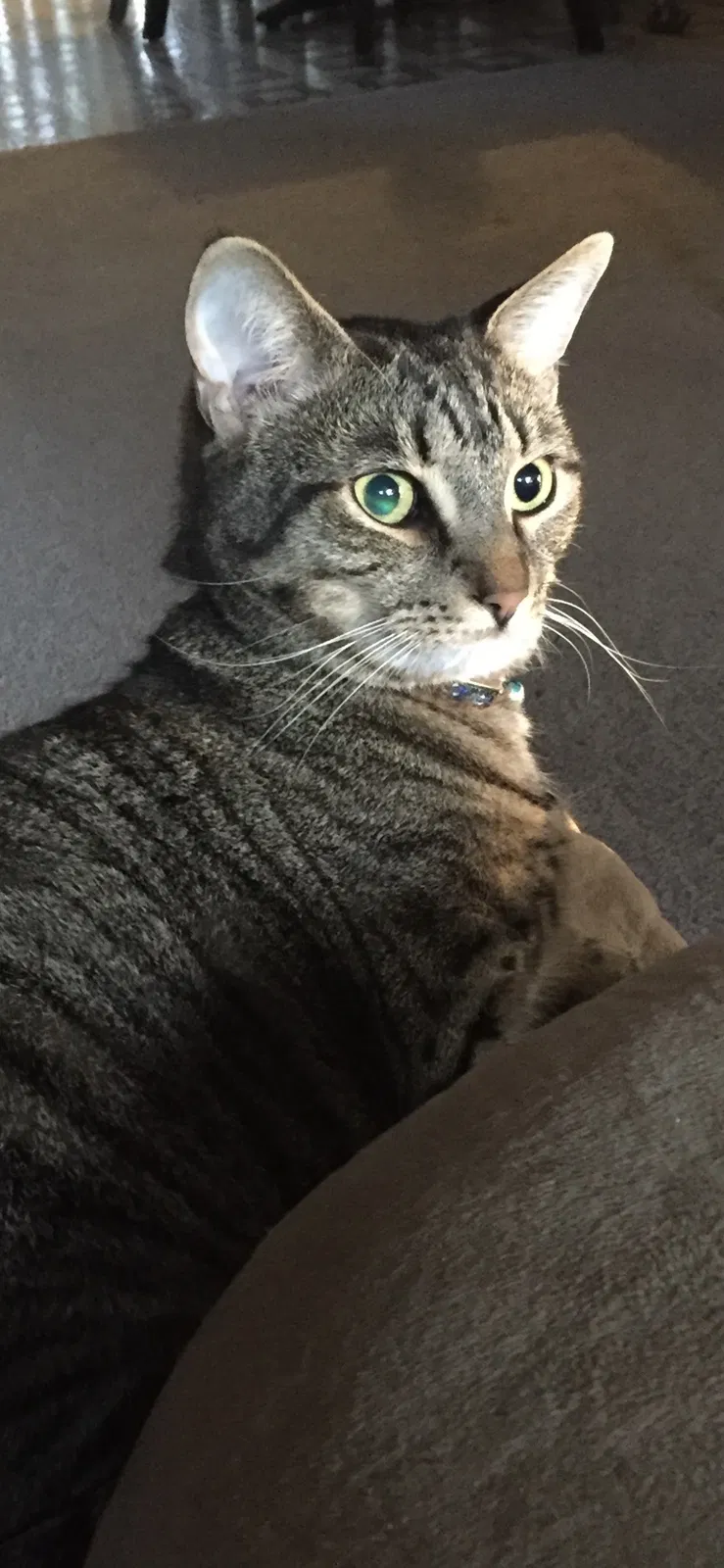 Lost cat in Seymour, TN, 37865