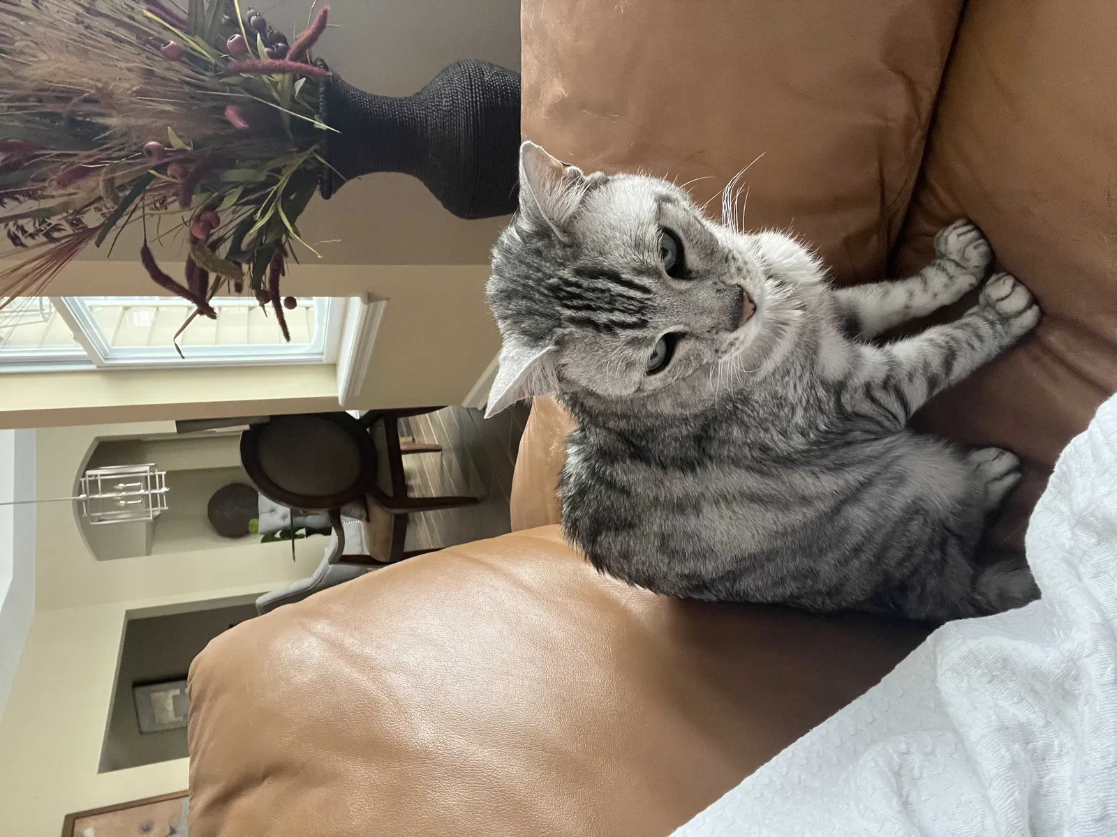 Lost cat in Mc Donald, PA, 15057